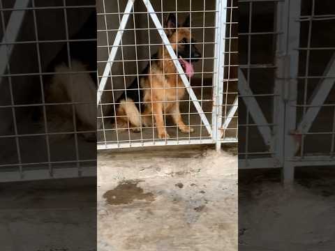 Lovely German Shepherd in Kennel #germanshepherd #dog #shorts