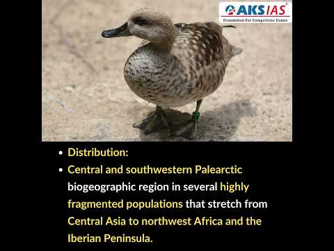 What is Marbled Duck? #aksias #upsc #currentaffairs #MarbledDuck #SultanpurNationalPark #iascoaching