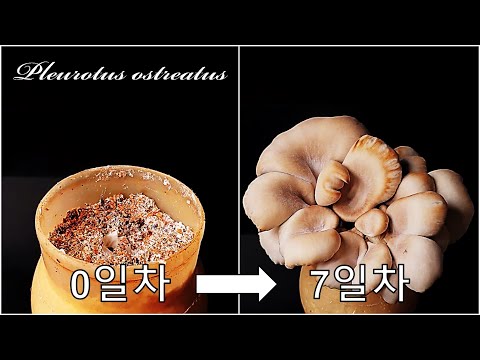 느타리버섯을 키우는 간단한 방법｜종균이 접종된 배지로 느타리버섯 키우기｜느타리버섯 키트 재배｜How to grow #52 Oyster Mushroom