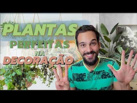 TOP 8 PLANTAS GRANDES PRA DECORAÇÃO DENTRO DE CASA