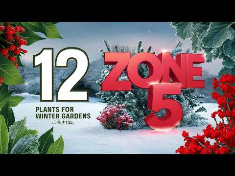 12 Plants for a Thriving Winter Garden in Zone 5 That Will Amaze You