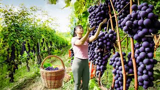 Harvesting Grapes Goes To Market Sell - Harvest and preserve onions | Tiểu Vân Daily Life