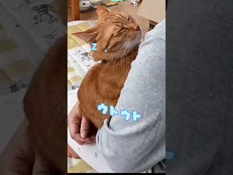 ママの腕の中が一番落ち着くんだ #shorts #猫 #保護猫