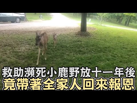 從車禍中救助瀕死小鹿，野放11年後竟帶著全家人回來報恩,還和狗狗成為最好的朋友｜#鹿｜#動物救援｜#感動｜#暖心｜#動物｜#動物報恩｜#救援