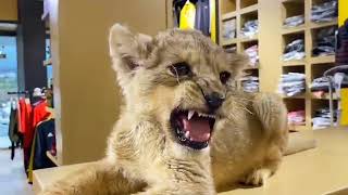 Lion Cub Roaring