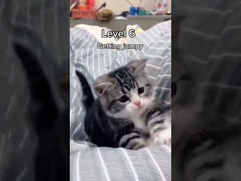 Do you like calm or hyper cats #cat #pets #funnypets #funnycats #shorts