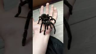 The GIANT birdeater tarantula