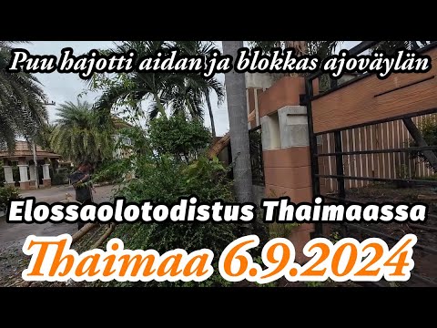 Puu Katkes Tielle - Hirvee Sotku - Elossaolotodistus Thaimaassa 6.9.2024 Pattaya