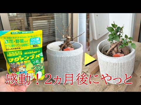 感動！枯れたと思ったガジュマルにダメもとで水をやり続けた結果