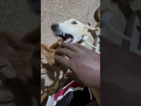 The best #dog #funny #cute #pets #doglover #erenyeager #dogshorts #aot #dogsofyoutube #m