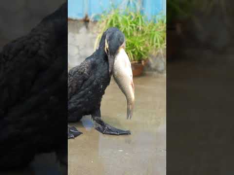 Cormorant swallows a 40cm carp