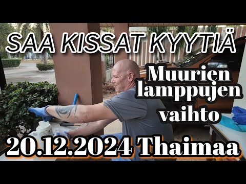 Nyt Saa Kissat Sontia Muualle - Laitetaas Muurin Valot Lyöntiin 20.12.2024 Thaimaa