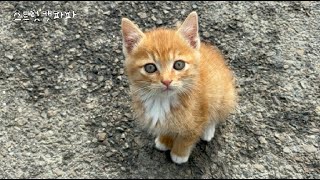 The kitten discovered in the warehouse keeps trailing after me.