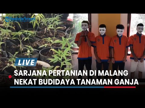 Polisi Bekuk Sarjana Pertanian PTN di Malang yang Nekat Budidaya Tanaman Ganja