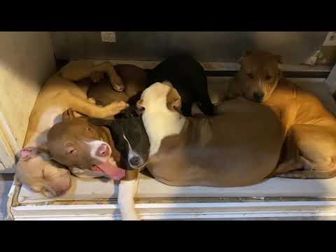 House full of dogs howling a lullaby for pile of sleeping puppies