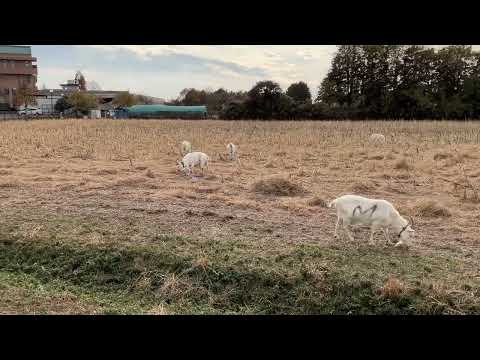 阿見町の中心市街地でのんびりと草を食む山羊さんたち　茨城大学農学部　#農学部　#茨城大学部　#やぎ　#山羊さん　#阿見町　#海野隆　#れいわ新選組