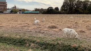 阿見町の中心市街地でのんびりと草を食む山羊さんたち　茨城大学農学部　#農学部　#茨城大学部　#やぎ　#山羊さん　#阿見町　#海野隆　#れいわ新選組