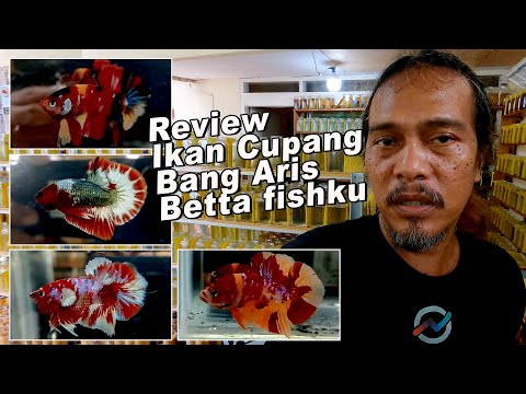 REVIEW IKAN CUPANG BANG ARIS BETTA FISHKU JAKARTA TIMUR