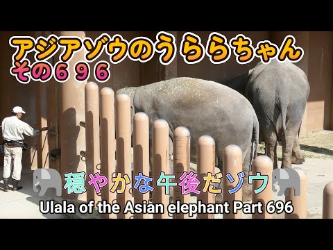 アジアゾウのうららちゃん（６９６）🐘穏やかな午後だゾウ🐘（東山動植物園）Ulala of the Asian elephant Part 696