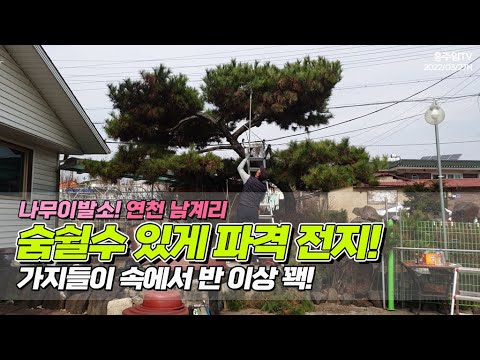 나무이발소! 연천 남계리/ 숨쉴수 있게 파격 전지.. 가지들이 속에서 반 이상 꽥!