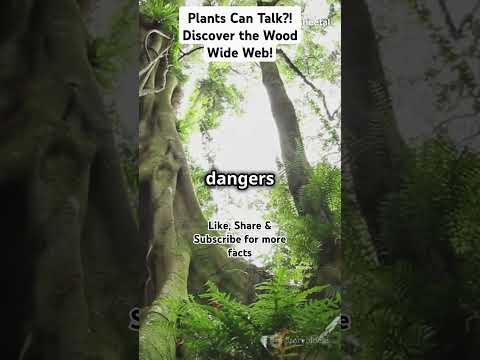 Plants Can Talk?! Discover the Wood Wide Web! #facts #super #woodwideweb #forestinteractive