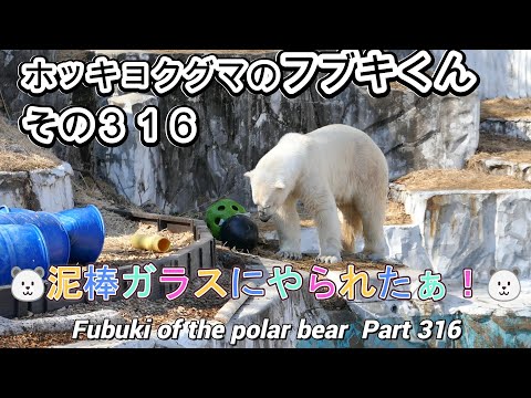 ホッキョクグマのフブキくん（３１６）🐻‍❄️泥棒カラスにやられたぁ！🐻‍❄️（東山動植物園）Fubuki of the polar bear Part 316