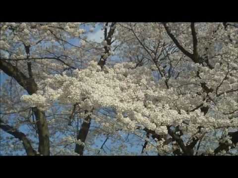 高崎城址の桜（2012.4.12）