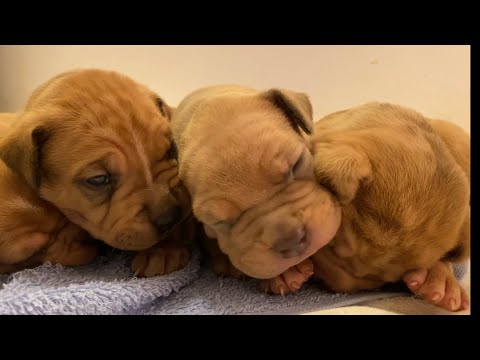 Million dollar litter of puppies just 16 days old