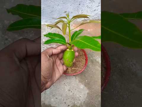 Simple teachnique propagate mango tree at home #shorts