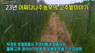 23년 고추밭이야기 2화 - 무경운 호밀재배 이유와 고추파종시기 #포충기 #무경운 #호밀 #고추밭 #유기농 #어쩌다나주농부 #나주배가족농장