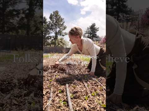 Feed the #soil! #garden #gardening #soilhealth #regenerative