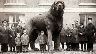 20 Latest Photos Of EXTINCT Dog Breeds