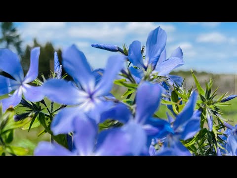 Enjoy The Beauty of Mountain Phlox