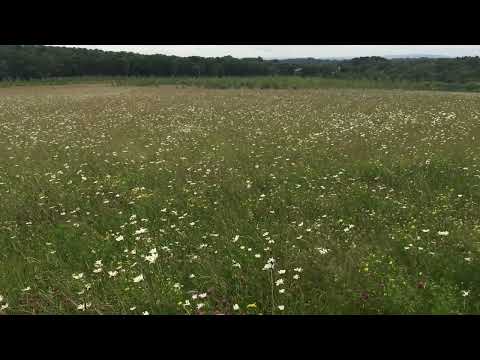 Perennial Wildflower Seed Mix