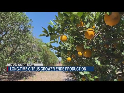 Long-time citrus grower ends production in Florida