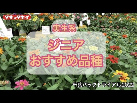 【園芸】2022-2023 ジニア タキイおススメ品種