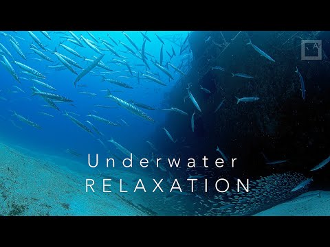 Relaxing music / stress relief - underwater Atlantic wrecks and fish schools