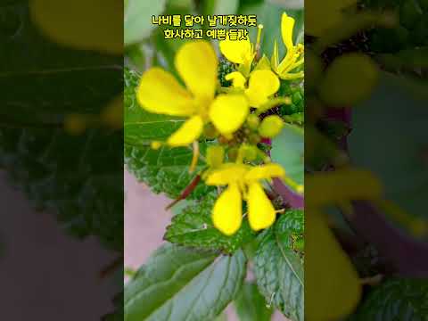 들갓-재생, 청순함,순결꽃말#힐링#행복#슈키의공방