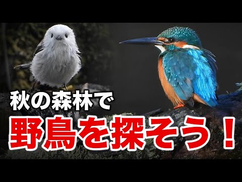 シマエナガの水浴びや森林の野鳥たちを観察してみよう！