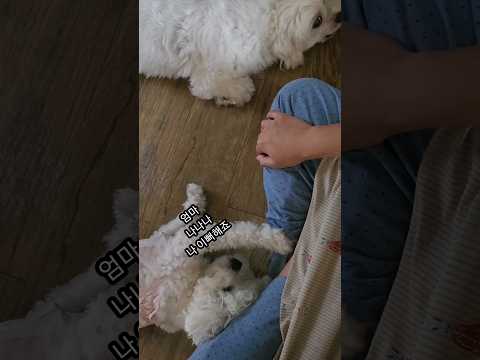 말티즈와 비숑의 온도차🙄 #강아지 #dog #puppy #강아지브이로그 #bichon #가족 #댕댕이일상 #쇼츠 #개아들 #하망고 #shorts