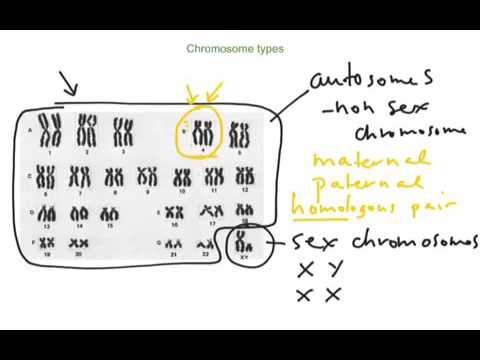 Chromosome types