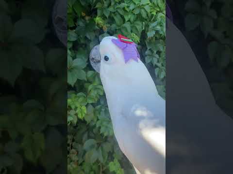 #friyayfeatherdo #parrot #cockatoos #adoptdontshop #CockatooMarcel