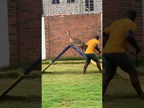 Belgian Malinois tries agility course for the first time #belgianmalinois #shorts #dog