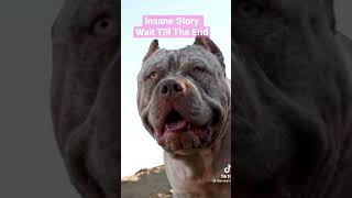 Craziest Dog story ever! #joerogan #dogs #pitbullsarelove #pitbull #idaho #fyp #viralshorts #dog