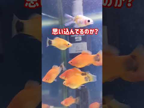 [金魚]　熱帯魚と暮らす金魚　東錦の子供😝