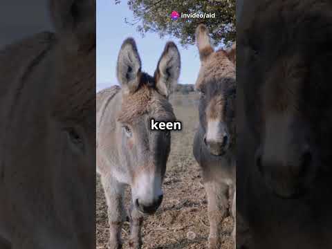 Donkeys excellent memories#youtubeshorts #facts #animals #wildlife #learning #didyouknow #explore