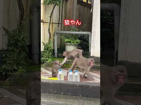 湯河原の街は猿が普通に暮らしてるみたいね