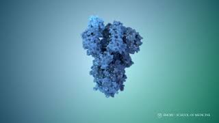 SARS-CoV-2 Spike (S) protein