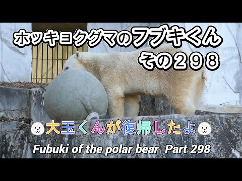 ホッキョクグマのフブキくん（２９８）🐻‍❄️大玉くんが復帰したよ🐻‍❄️（東山動植物園）Fubuki of the polar bear Part 298