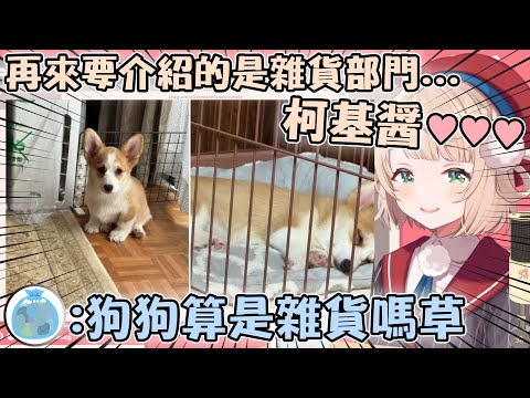 看到垃圾養的超可愛小柯基 興奮到叫出本音的羽衣媽媽www【hololive/vtuber中文精華 しぐれうい】